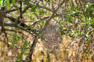 Bell's Vireo 2