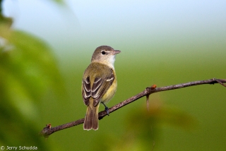 Bell's Vireo 3