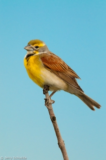 Dickcissel 1