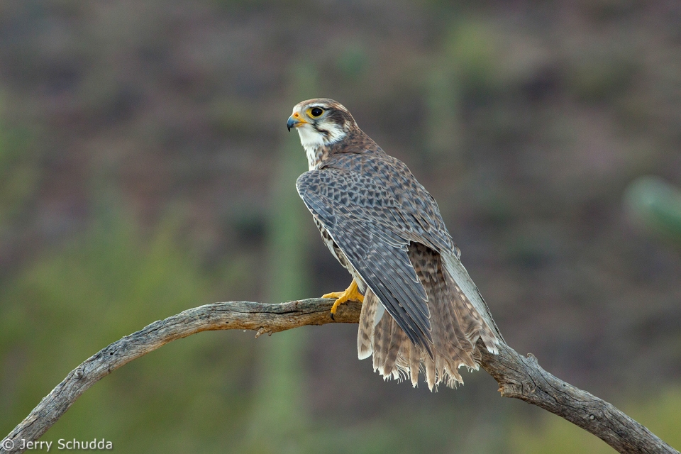 Prairie Falcon 2