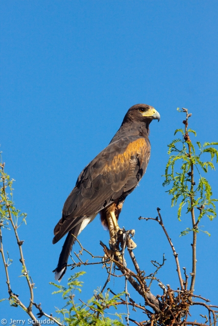 Harris' Hawk