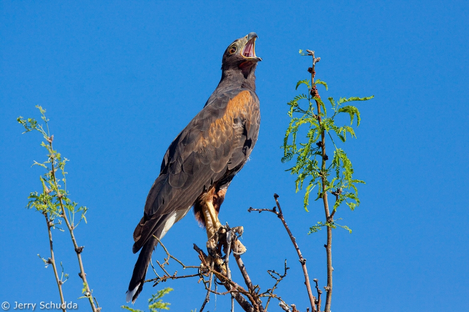 Harris' Hawk 2