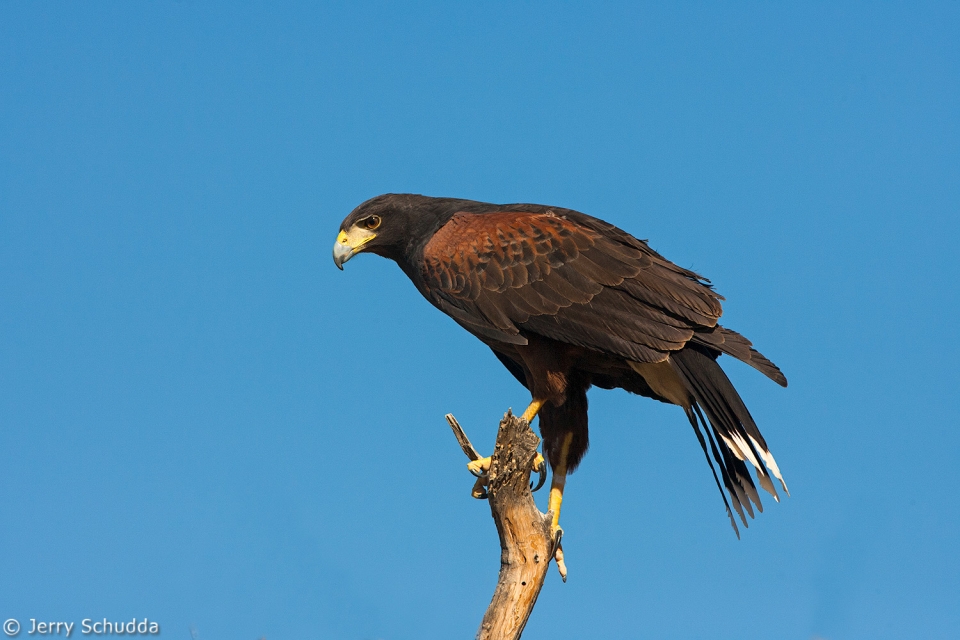 Harris' Hawk 1