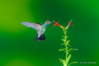 Broad-billed Hummingbird  3
