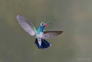 Broad-billed Hummingbird 1