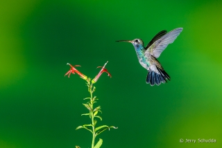 Broad-billed Hummingbird  7