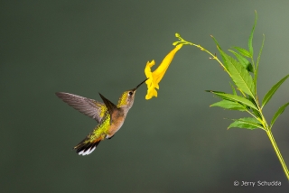 Broad-billed Hummingbird  5