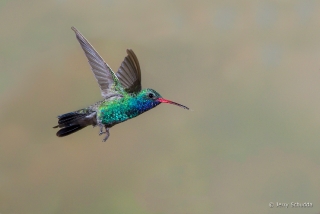 Broad-billed Hummingbird 2
