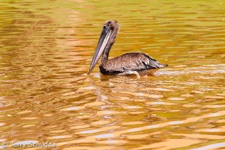 Brown Pelican 1