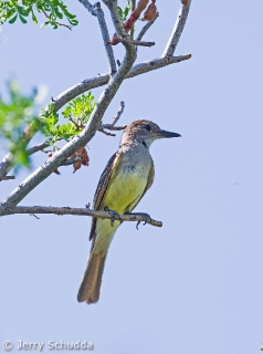 Brown-crested Flycatcher 1