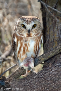 Northern Saw-whet Owl 2