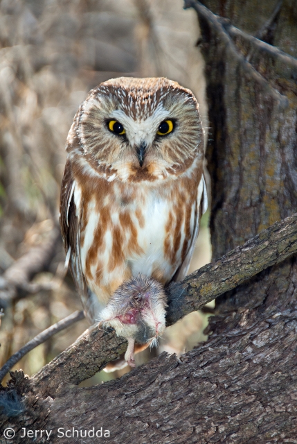 Northern Saw-whet Owl 2