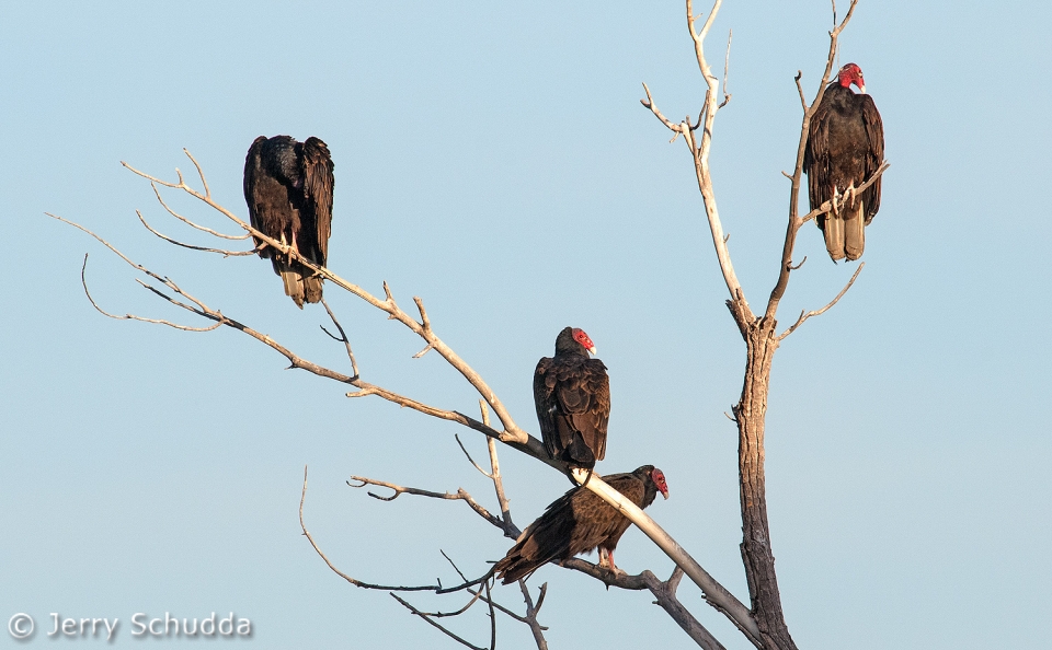 Turkey Vultures 5