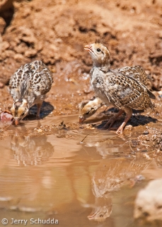 Gambels Quail - chicks 2