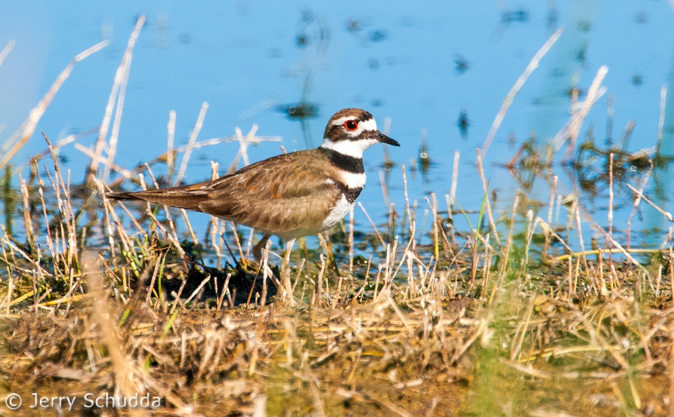 Killdeer 1