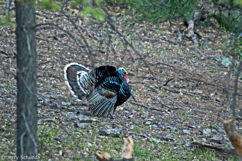 Wild Turkey 1