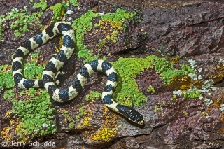 Common Kingsnake 7