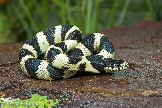 Common Kingsnake 6