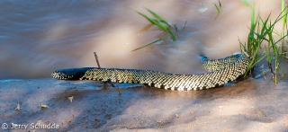 Common Kingsnake 10