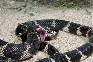 Common Kingsnake 3