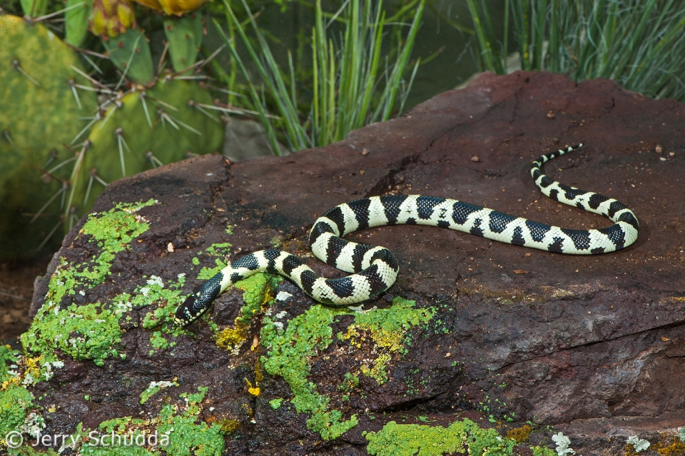 Common Kingsnake 8