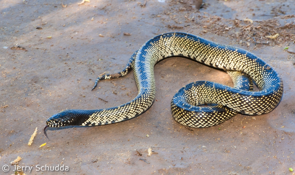 Common Kingsnake 11