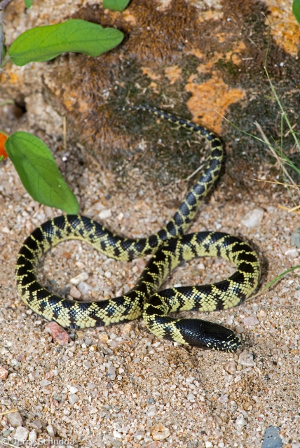 Common Kingsnake 5