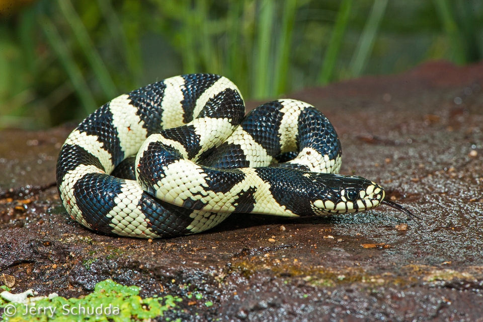 Common Kingsnake 6