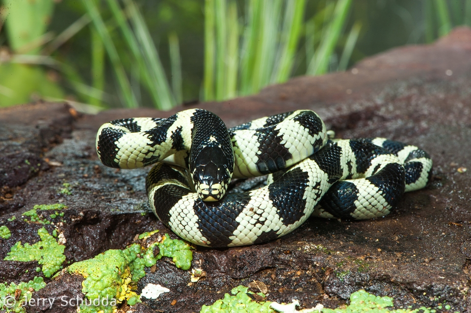 Common Kingsnake 9