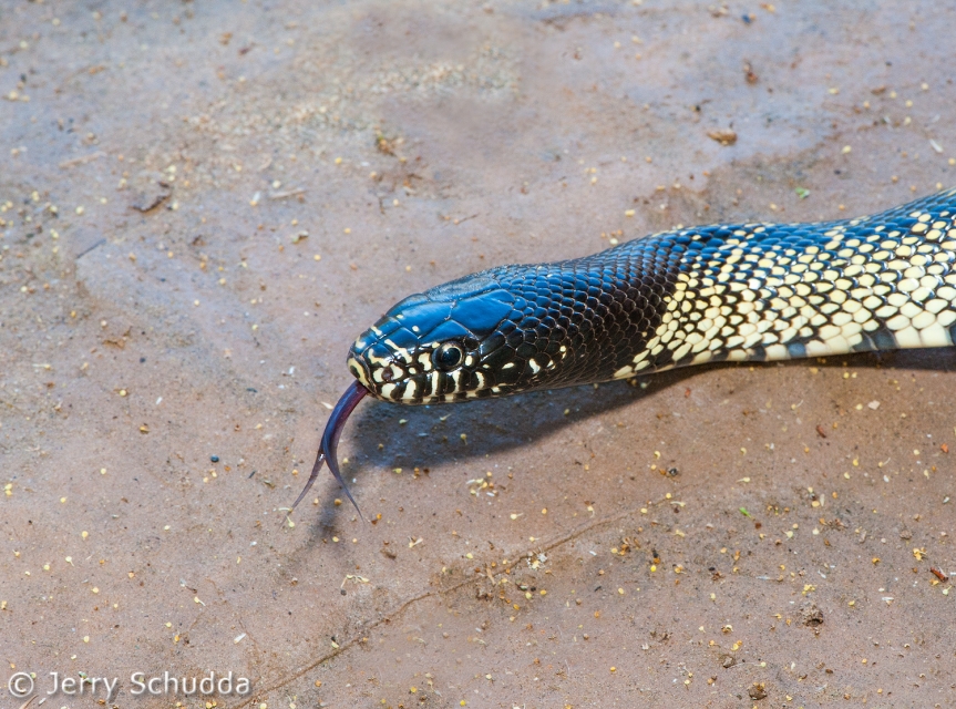 Common Kingsnake 12