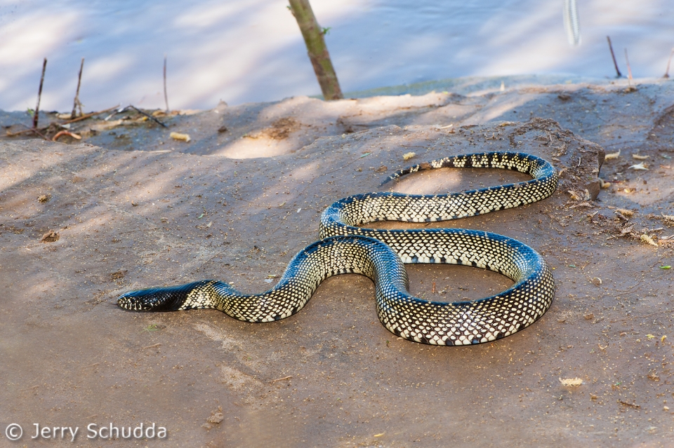 Common Kingsnake 13