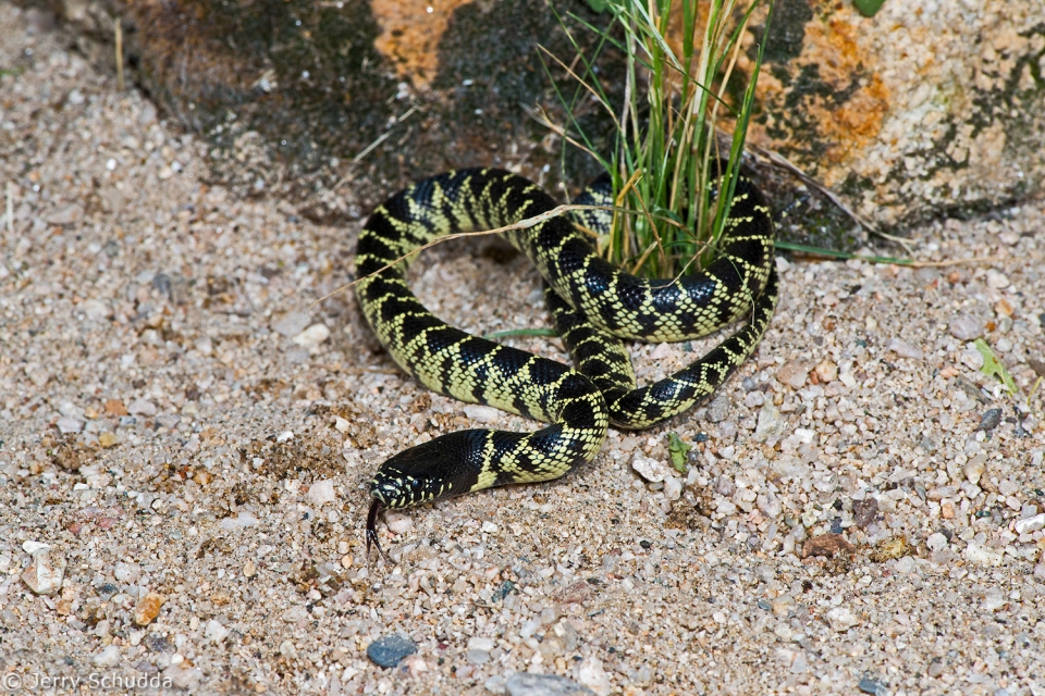 Common Kingsnake 4