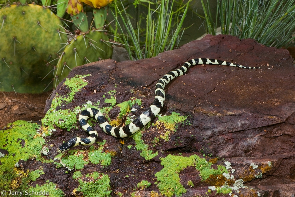 Common Kingsnake 1