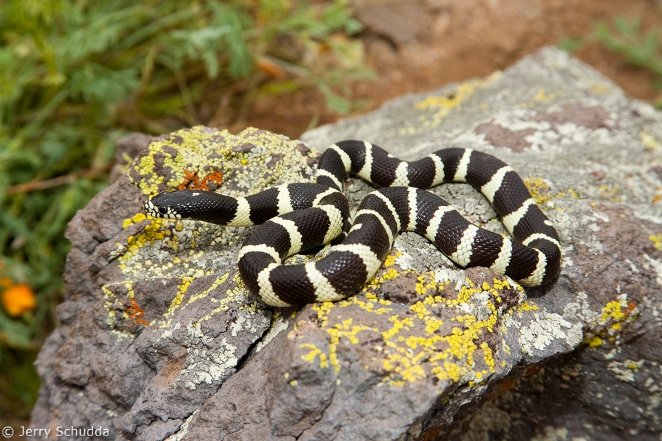 Common Kingsnake