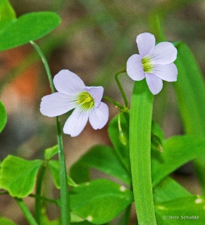 Southern Arizona Wildflower 4