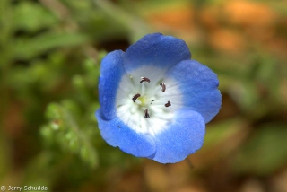 Arizona Wildflower