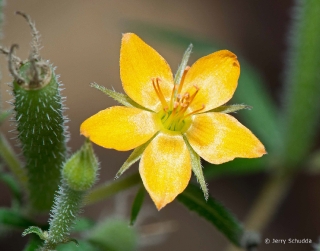 Southern Arizona Wildflower 3