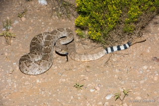 Western Diamondback Rattlesnake 16