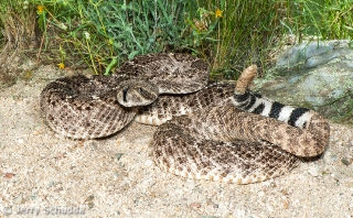 Western Diamondback Rattlesnake 10