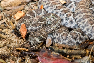 Western Diamondback Rattlesnake - note this species gives birth to live young.  These are newborn - notice the afterbirth 13