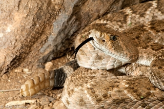 Western Diamondback Rattlesnake 2