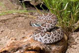 Western Diamondback Rattlesnake 5