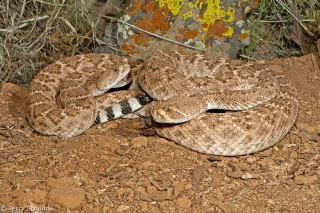 Western Diamondback Rattlesnake 3