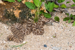 Western Diamondback Rattlesnake