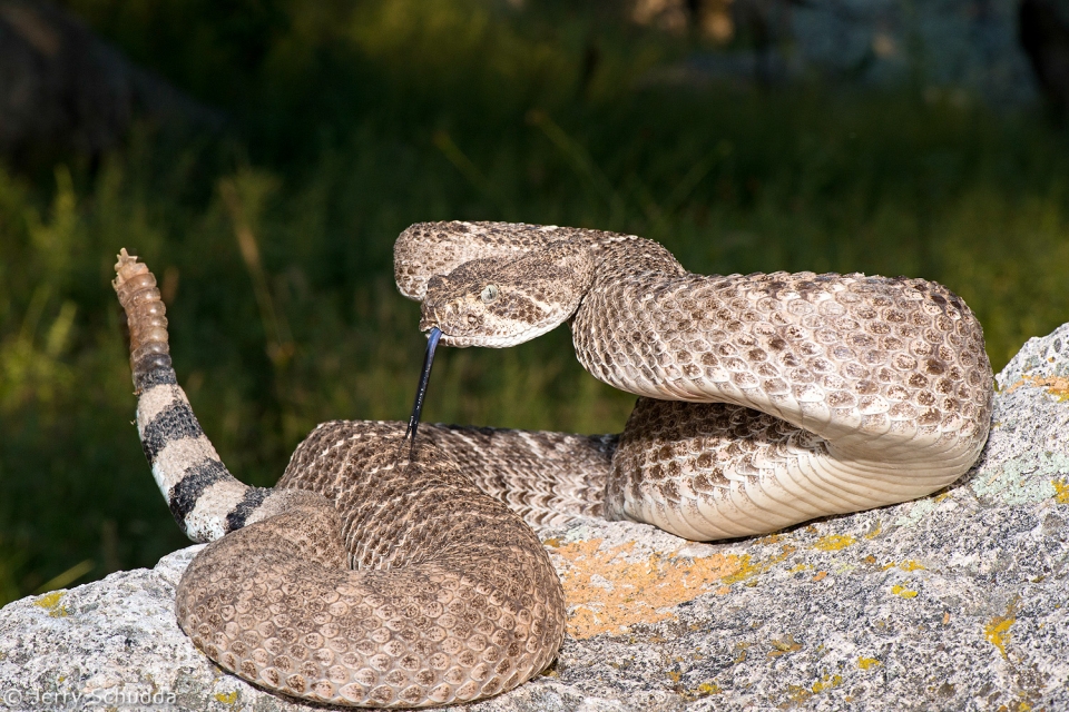 Western Diamondback Rattlesnake 6