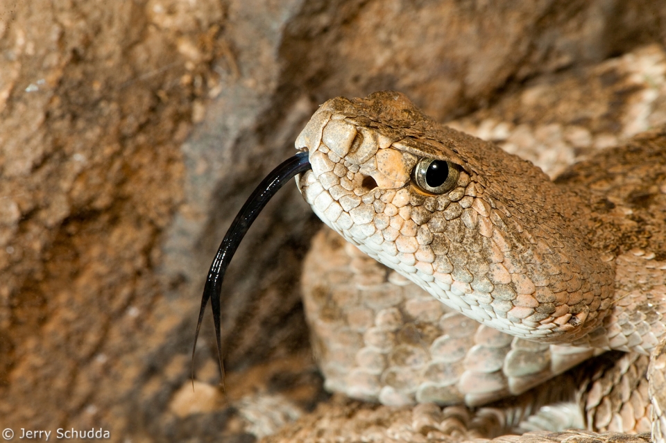 Western Diamondback Rattlesnake 1