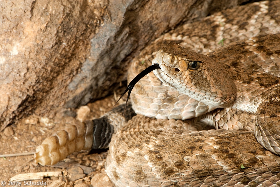 Western Diamondback Rattlesnake 2