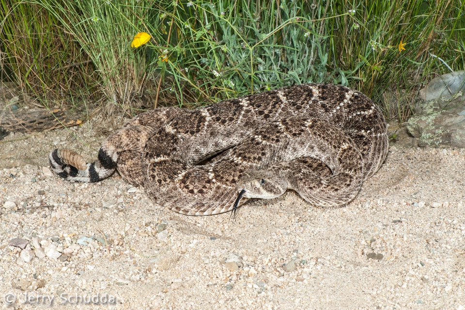 Western Diamondback Rattlesnake 9