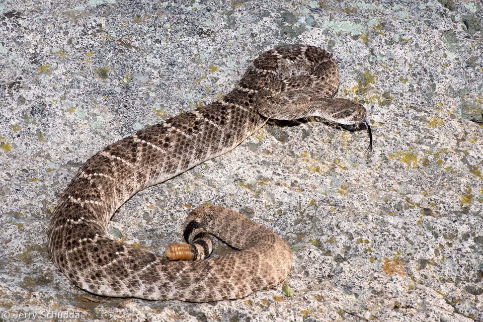 Western Diamondback Rattlesnake 4