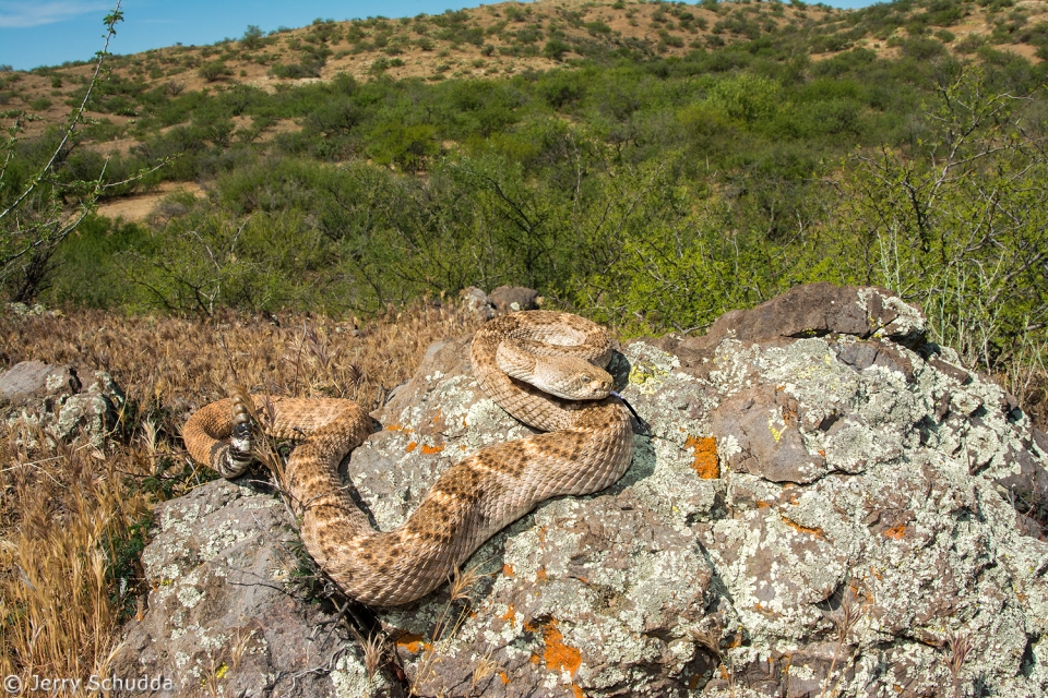 Western Diamondback Rattlesnake 7